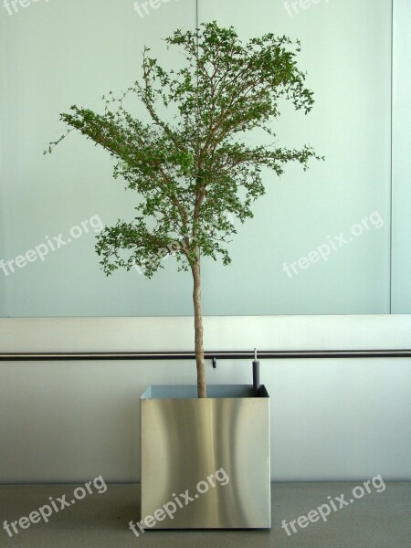 Potted Plant Office Plant Tree Free Photos