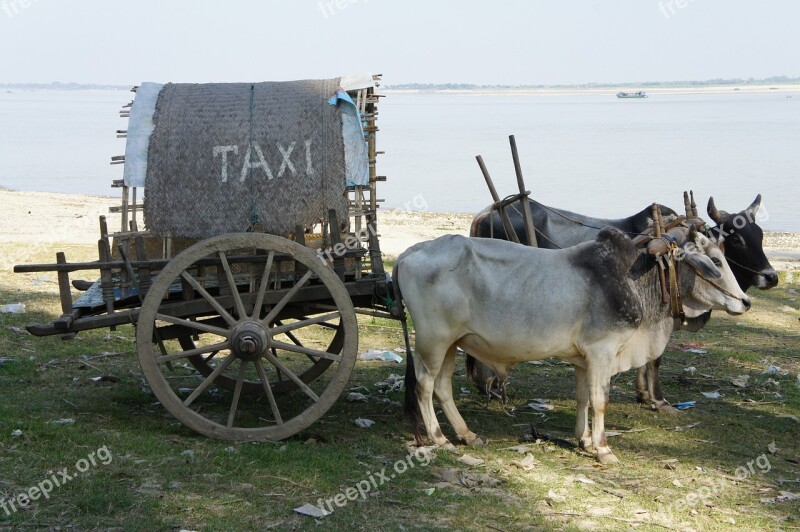 Taxi Cattle Cart Tourists Transport