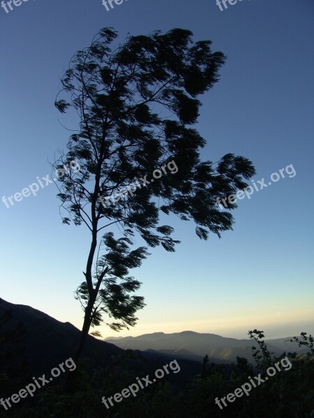 Tree Crown Jamaica Canopy Shadow