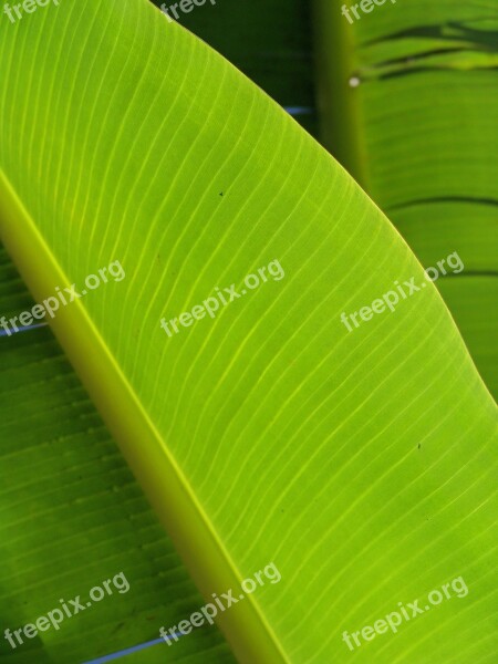 Palm Frond Leaf Exotic Palm Tree