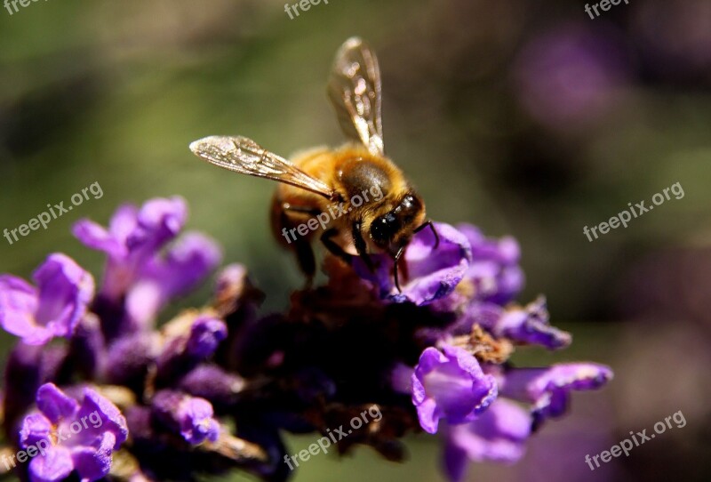 Bee Lavender Wings Pollen Insect