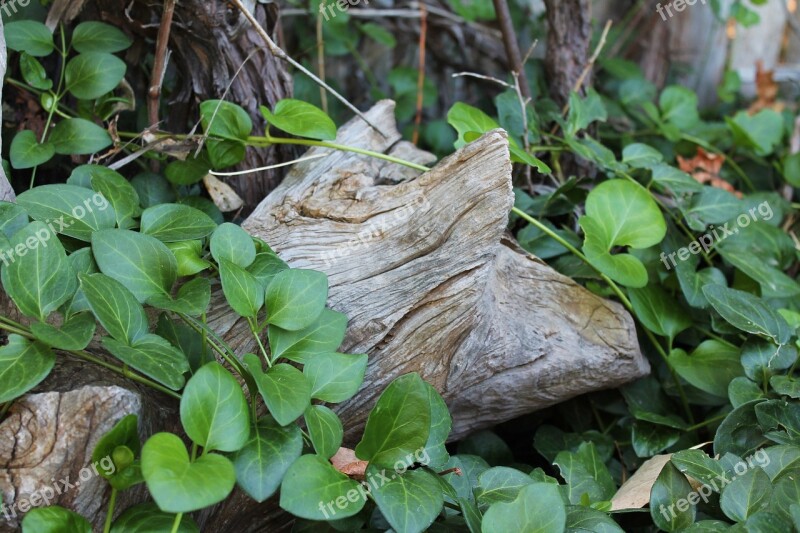 Nature Wood Wooden Natural Texture