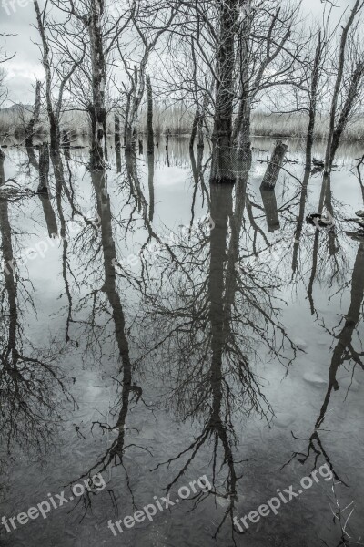 Trees Lake Water Trunk Wood