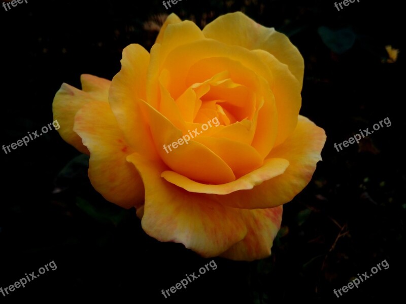 Rosa Flower Yellow Garden Free Photos