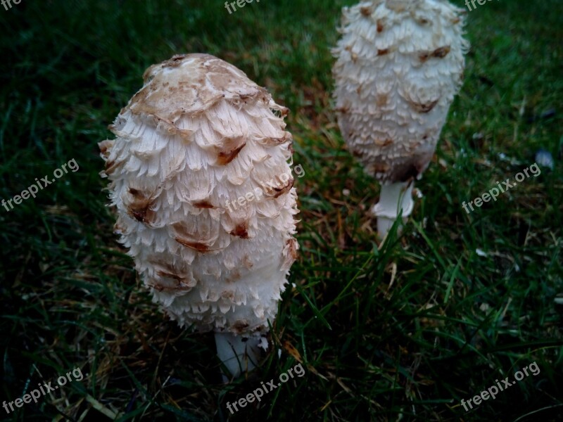 Fungi Mushrooms Forest Lawn Grass