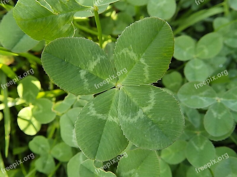 4 Leaves Clover Leaf Free Photos