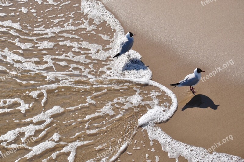 Gull Beach Water Foam Sand