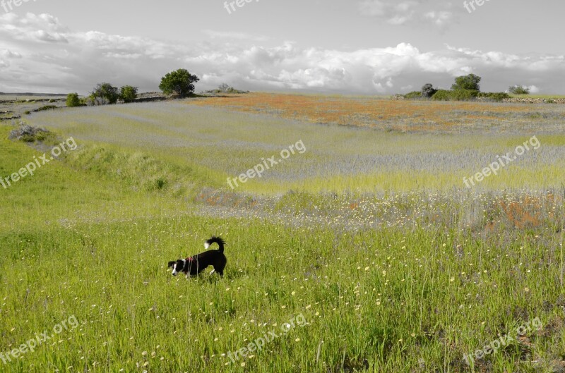 Dog Landscape Pet Horizon Animal