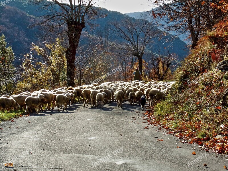 Sheep Berger Herd Cévennes Free Photos