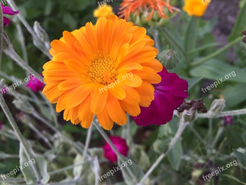 Flower All Year Round Bloom Garden Orange