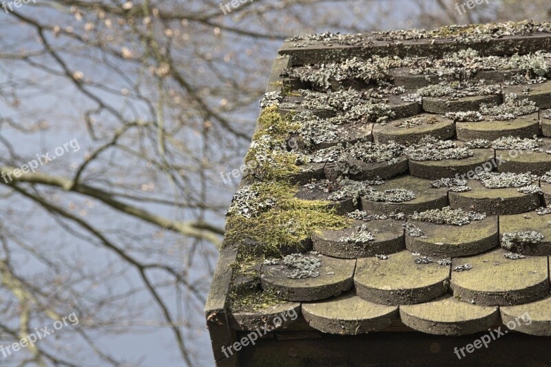 Autumn Roof Moss Shingle Hut