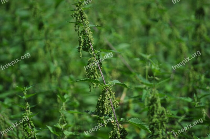 Stinging Nettle Nature Green Garden Plant