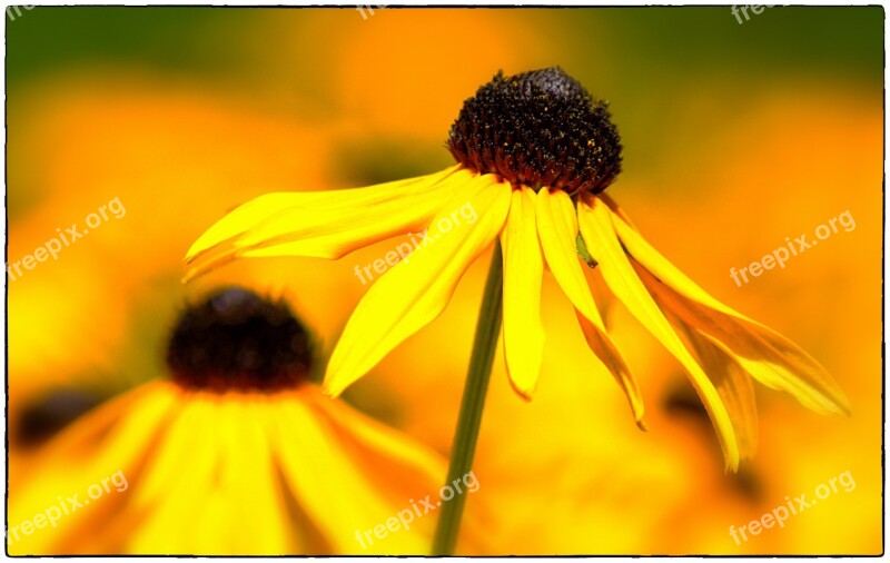 Coneflower Yellow Coneflower Flower Blossom Bloom