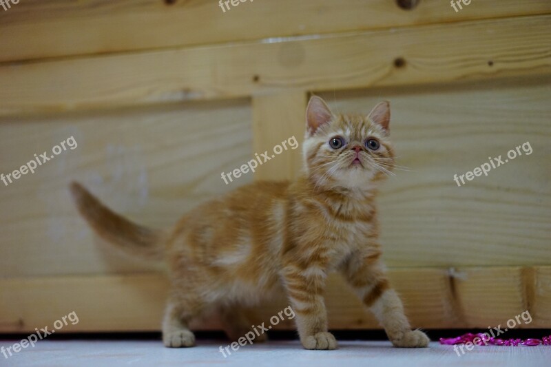 Cat Exotic Shorthair Pet Orange