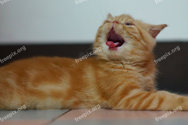 Cat Exotic Shorthair Pet Orange