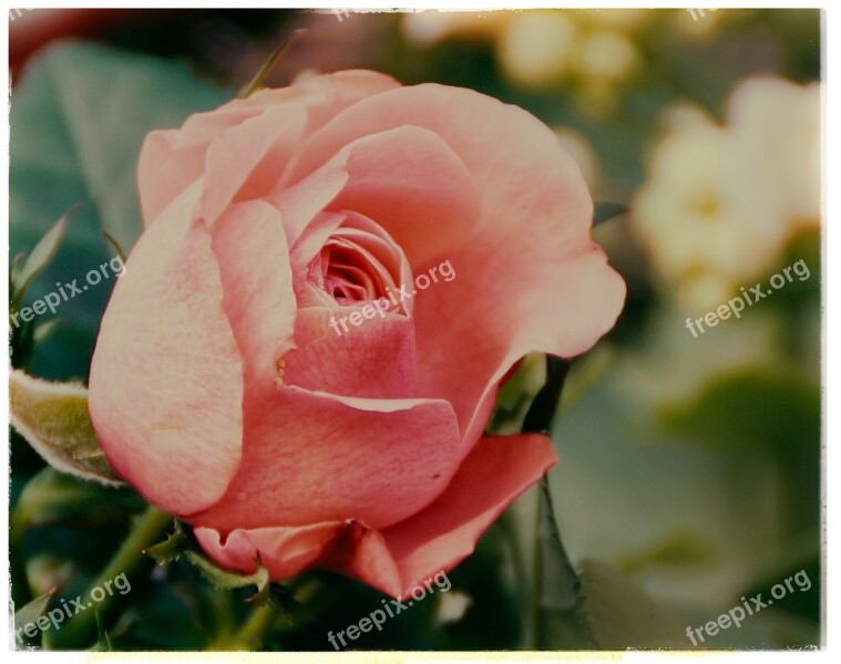 Rose Red Rose Salmon-red Rose Rose Bloom Flower