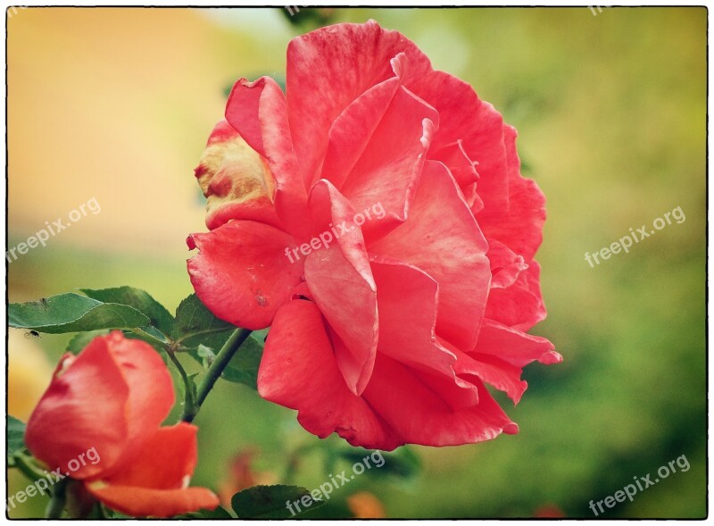 Rose Red Rose Rose Bloom Blossom Bloom