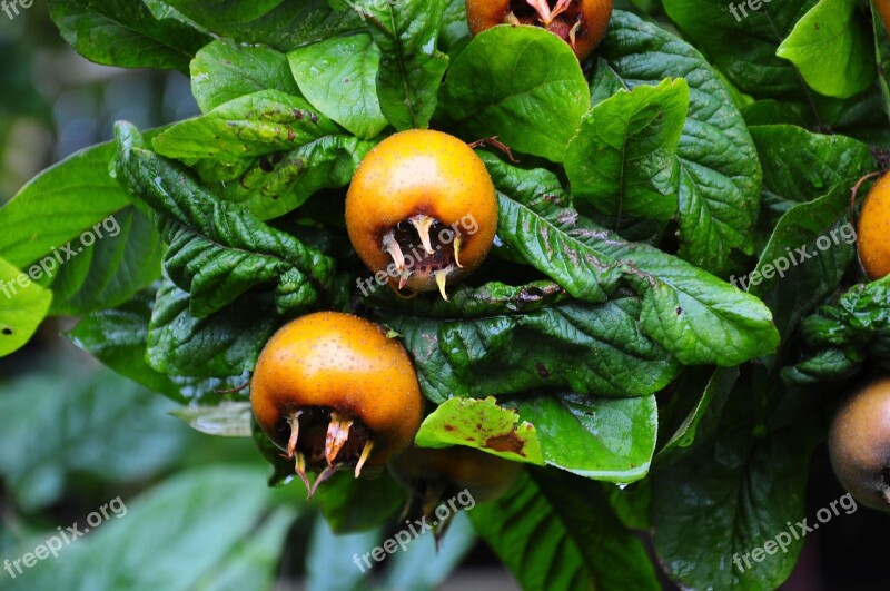 Medlar Fruit Tree Edible Leaves