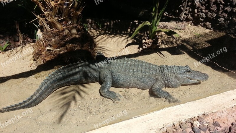 Crocodile Animals Zoo Animal World Nature