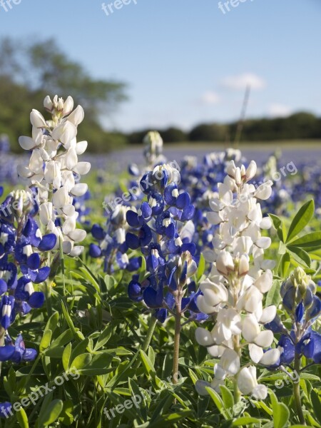 White Bluebonnet Lupinus Texensis Fabaceae Texas Wildflower