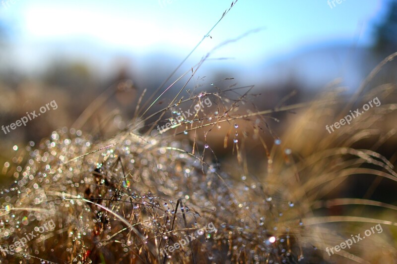 Bokeh Impression Autumn Autumn Gold Colors Of Autumn