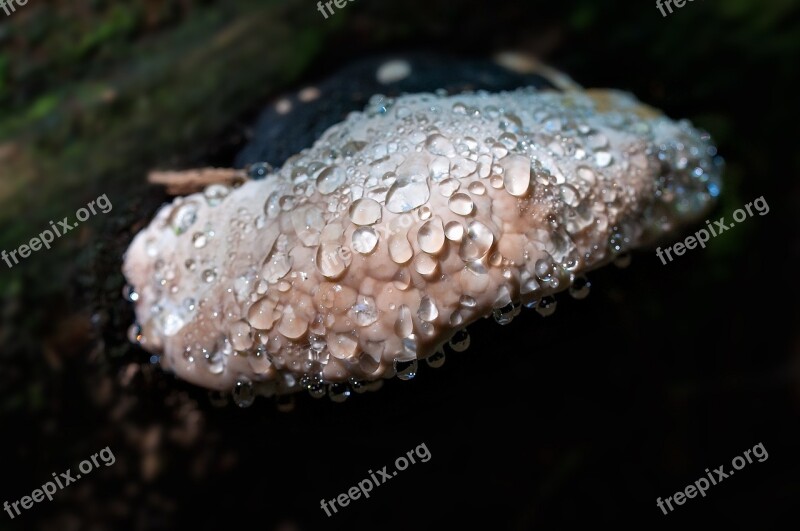 Mushroom Baumschwamm Dewdrop Raindrop Drop Of Water