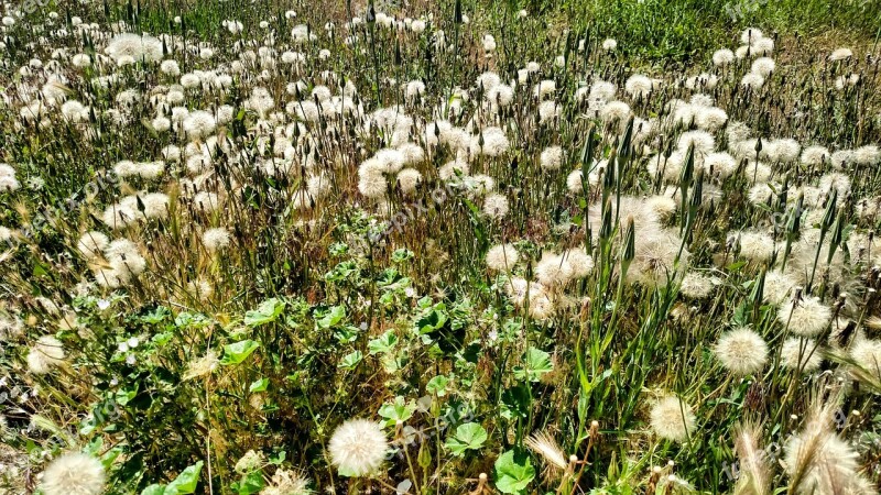 Field Green Nature Grass Summer