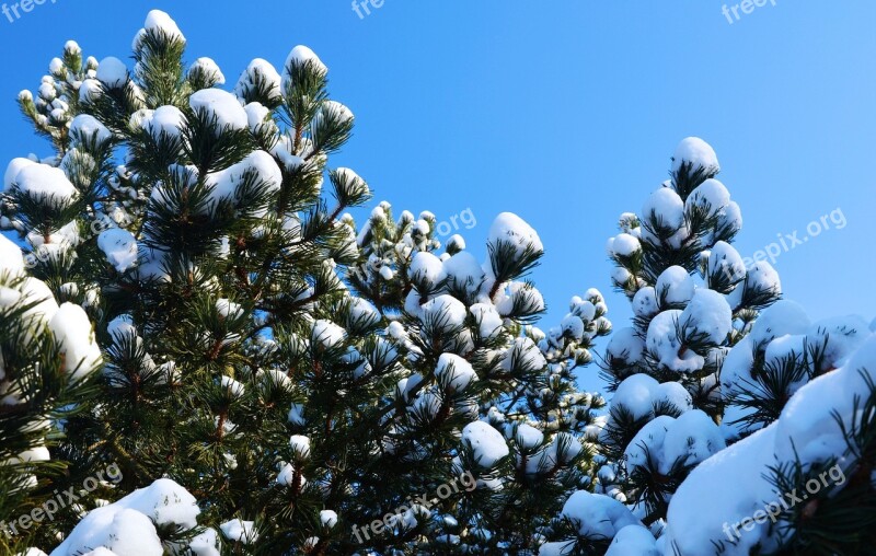 Snow Snowy Blue Sky Trees Pine