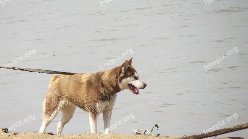 Dog Animal Beach Sand Collar