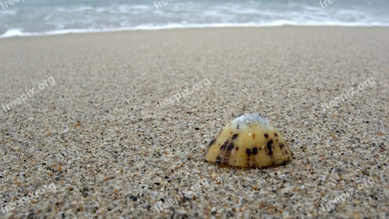 Limpet Shell Alone Lonely Single