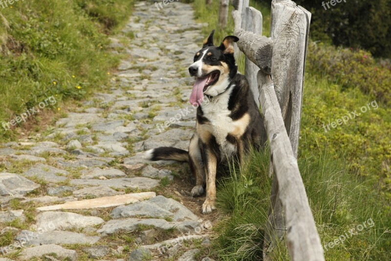 Dog Fence Animal World Nature Forest