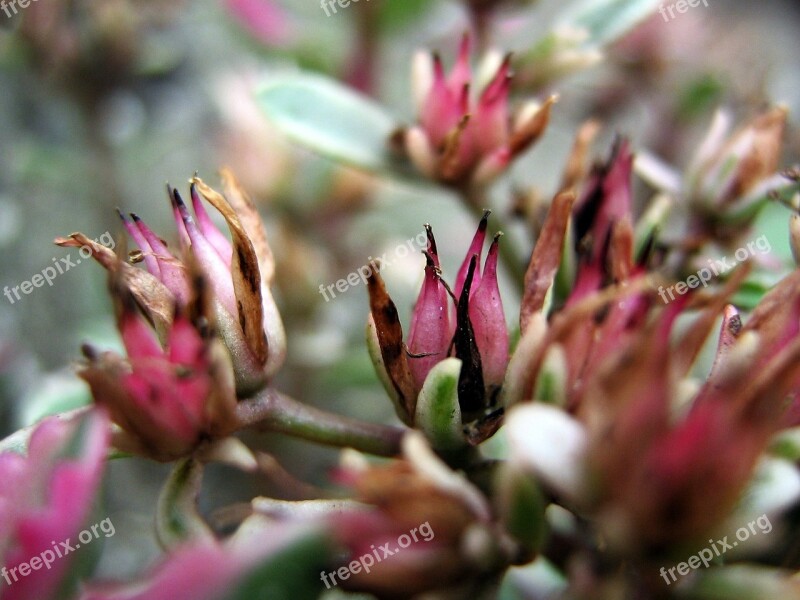 Flowers Stone Chippings Nature Closeup Green