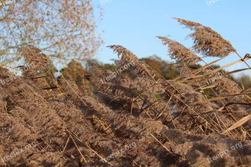 Reeds Brown Wind Sky Tree