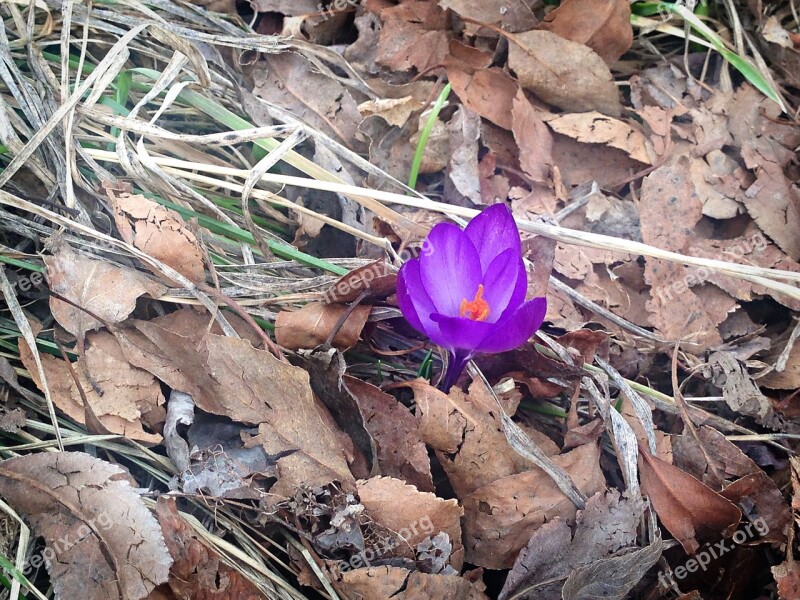 Spring Crocus Flower Nature Season