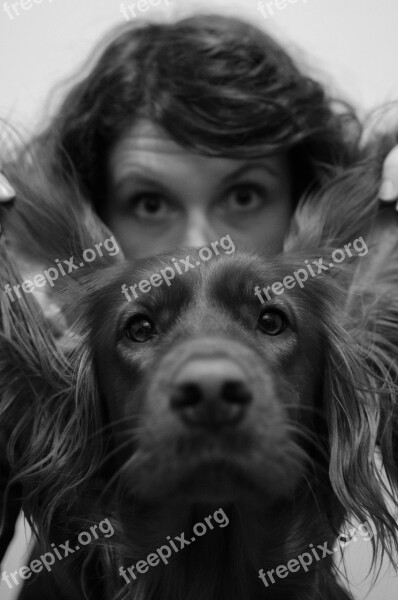 Dog Portrait Setter Irish Setter Black And White