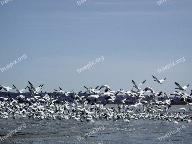 Wild Geese Flight River Free Photos