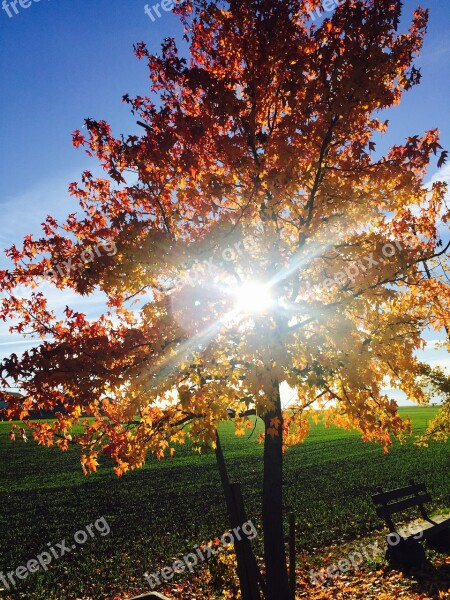 Tree Light Sun Fall Against The Light