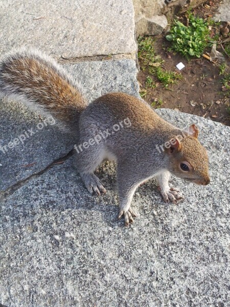 Squirrel Nature Torino Animal Rodent