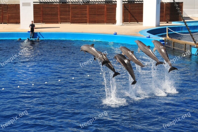 Dolphins Show Aquarium Valencia Jump