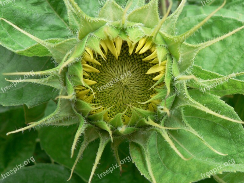 Sunflower Flower Mandala Green Yellow