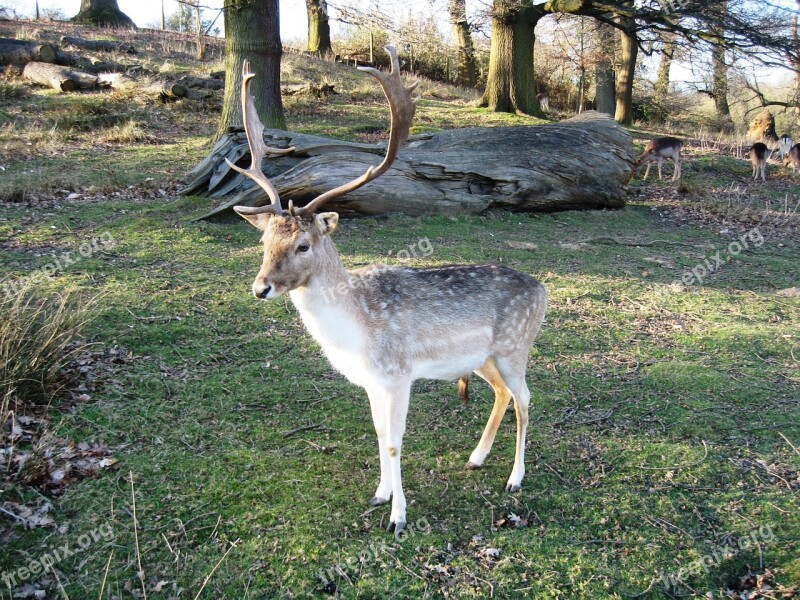 Red Deer The Nature Of The Autumn Animals Free Photos