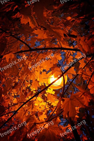 Autumn Leaves Autumn Leaves Wood Light