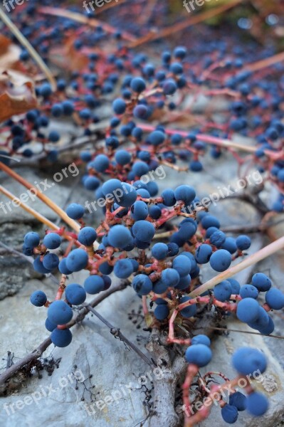 Wild Grapes Handrail Plant Autumn Free Photos