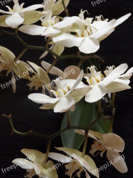 Orchids Flowers White Nature Flowering