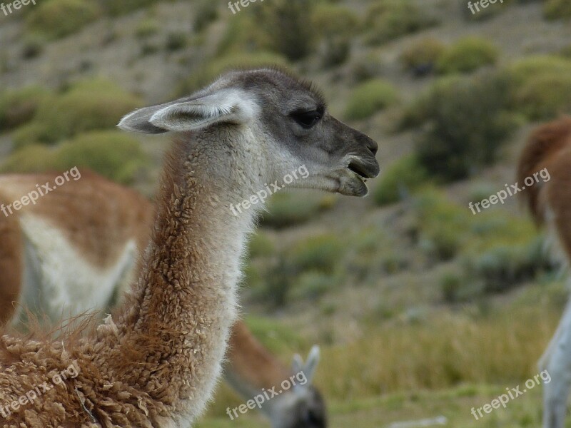 Chile South America Nature Landscape Atacama