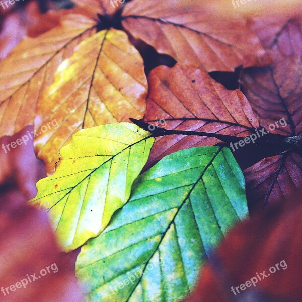 Autumn Leaves Coloring Green Brown