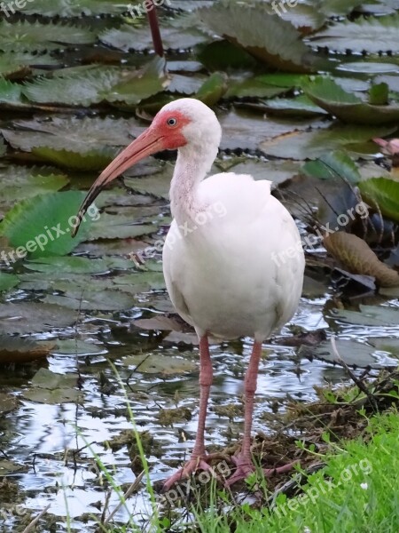 Ibis White Bird Water Wading