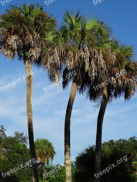 Palm Trees Tropical Palm Tree Nature