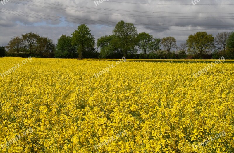 Field Of Rapeseeds Oilseed Rape Field Yellow Landscape