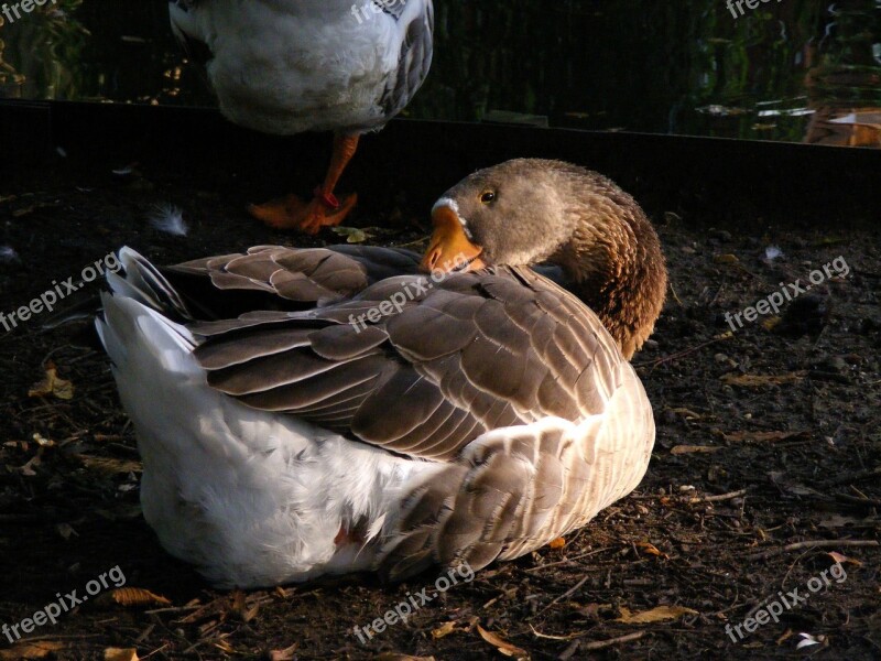 Goose Sleep Animal Rest Nature